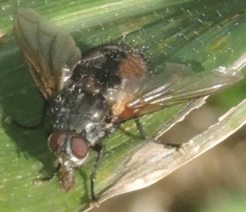 Réf. 349 603 : Nemoraea pellucida